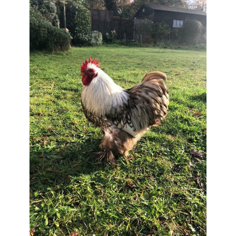 Purebred Pekin Bantam Cockerel and Giant Brahma, Hutches Also for Sale, near Farnham 3 months old