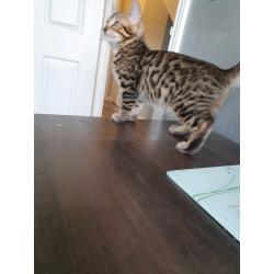 Bengal kittens