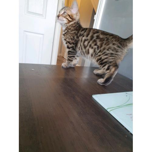 Bengal kittens