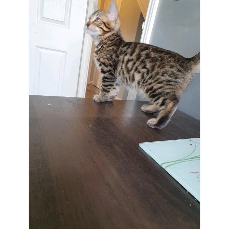 Bengal kittens