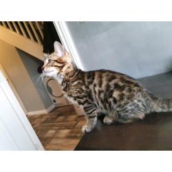 Bengal kittens