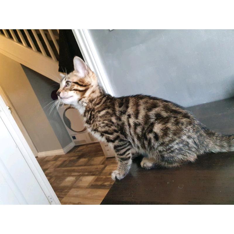 Bengal kittens