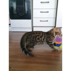 Bengal kittens