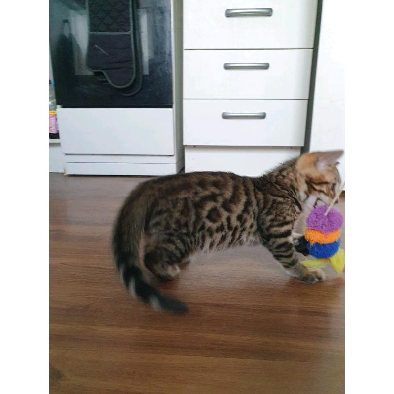Bengal kittens
