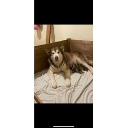 Alaskan Malamute pups for sale