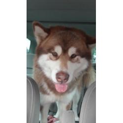 Alaskan Malamute pups for sale