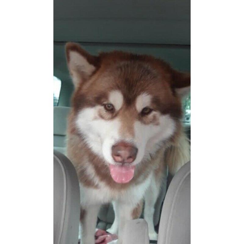 Alaskan Malamute pups for sale