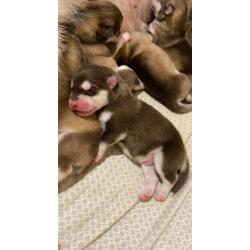 Alaskan Malamute pups for sale