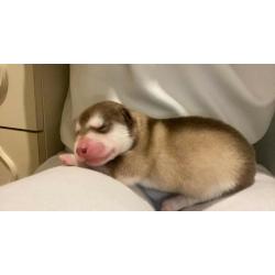 Alaskan Malamute pups for sale