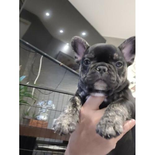 2 french bulldogs for sale