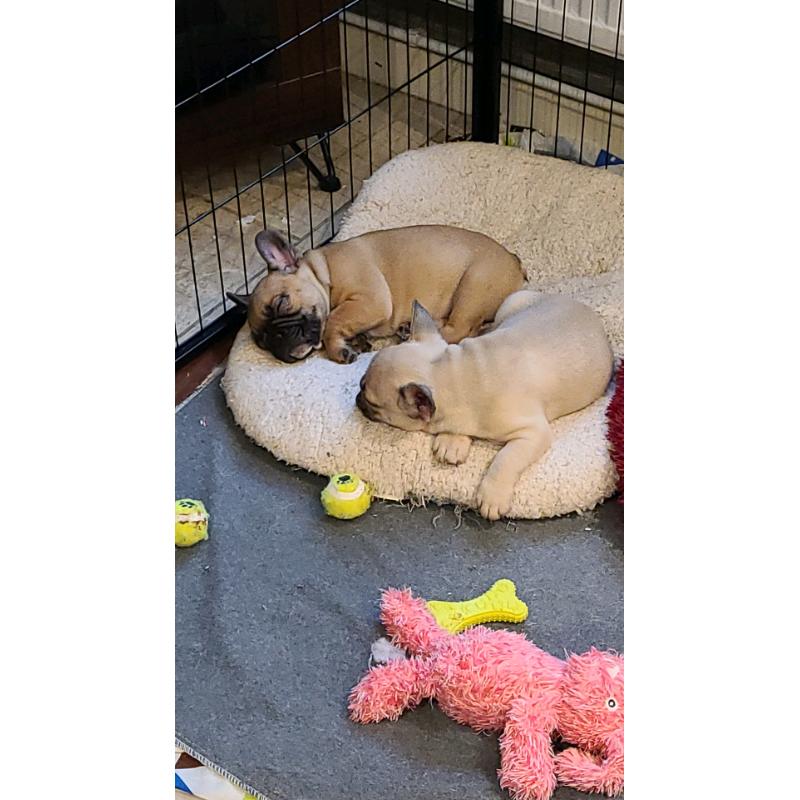 2 french bulldogs for sale
