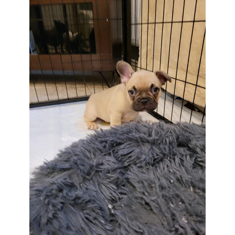 2 french bulldogs for sale