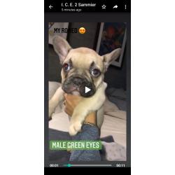 2 french bulldogs for sale