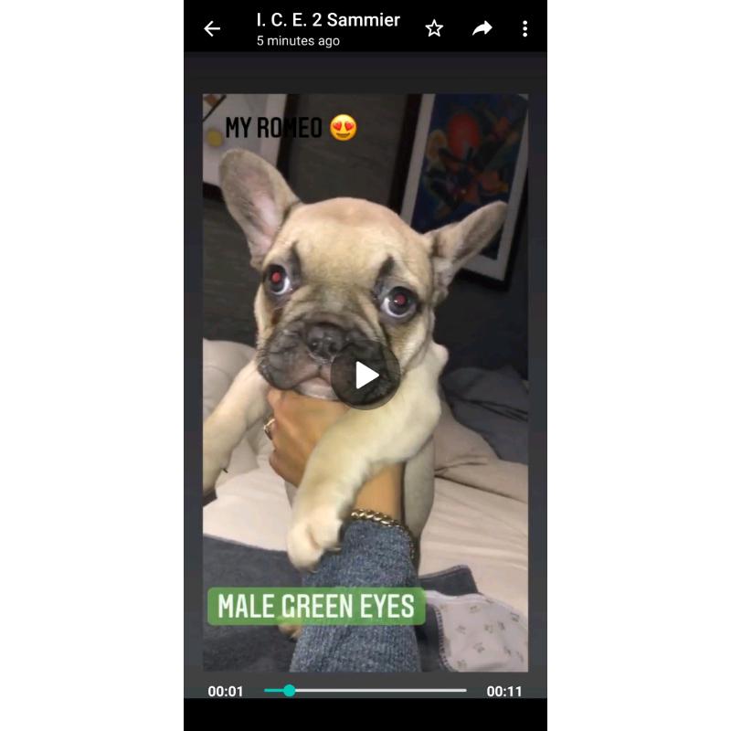 2 french bulldogs for sale
