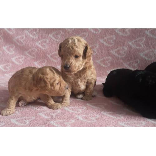 Toy poodle puppies