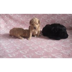 Toy poodle puppies