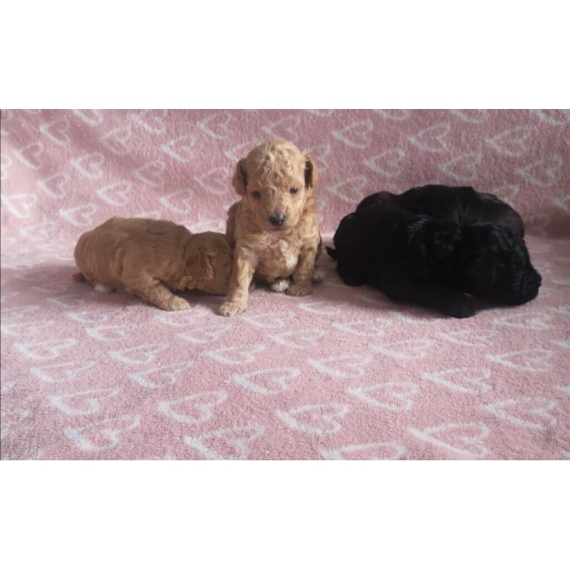 Toy poodle puppies