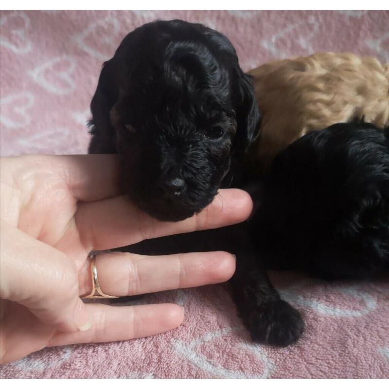 Toy poodle puppies