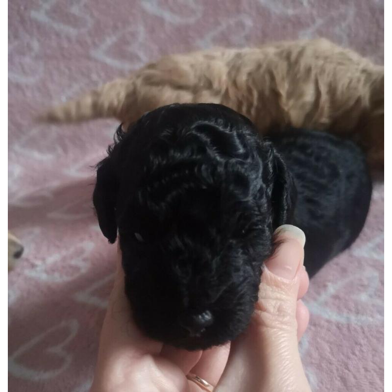 Toy poodle puppies