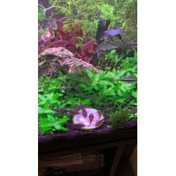 Guppies and bristlenose plecos