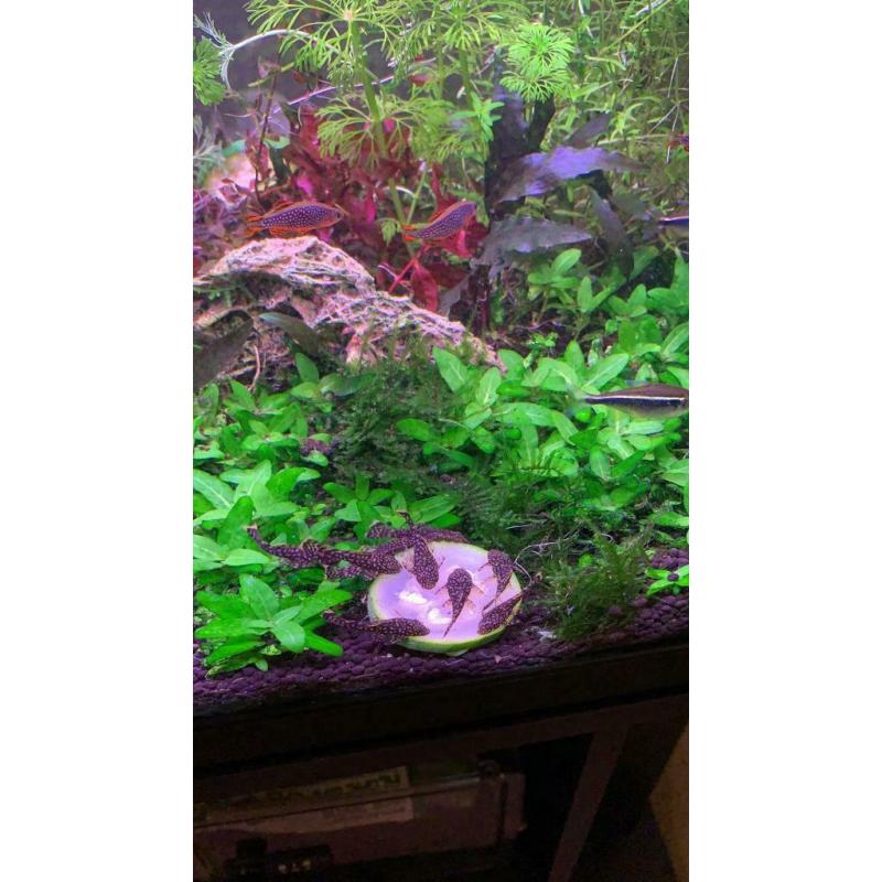 Guppies and bristlenose plecos
