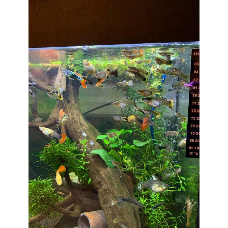 Guppies and bristlenose plecos