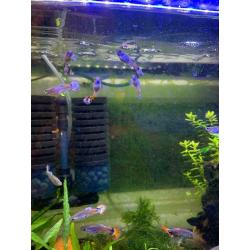 Guppies and bristlenose plecos