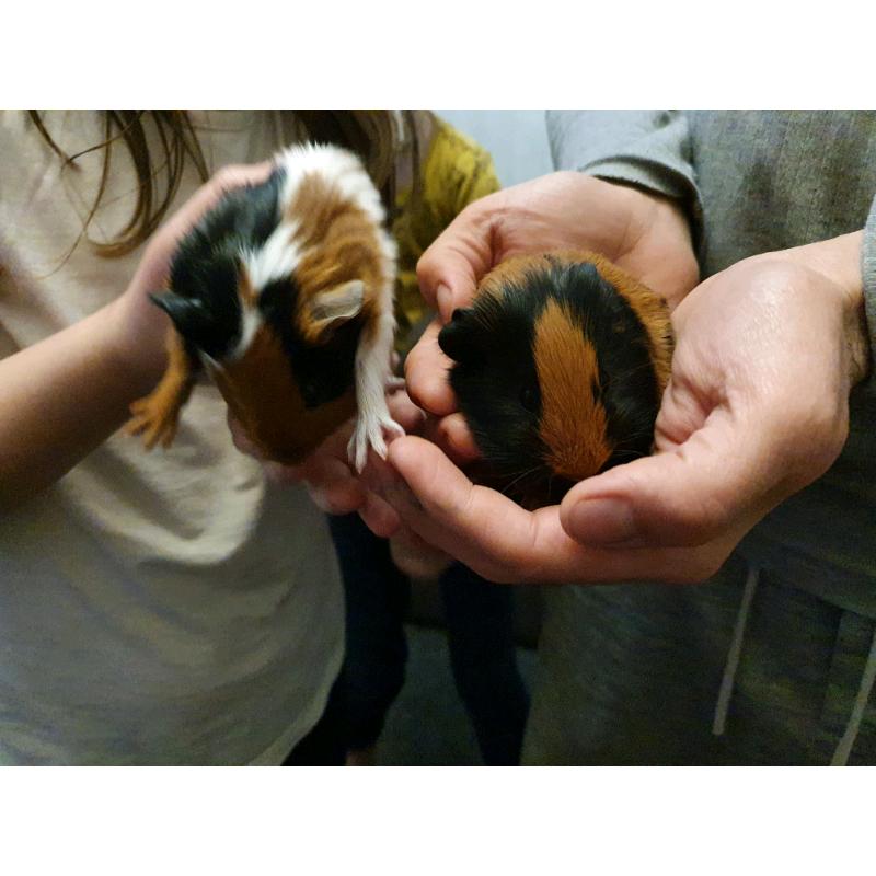 Baby guinea pigs for sale