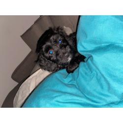 F1 Cockapoo female puppy 9 weeks old
