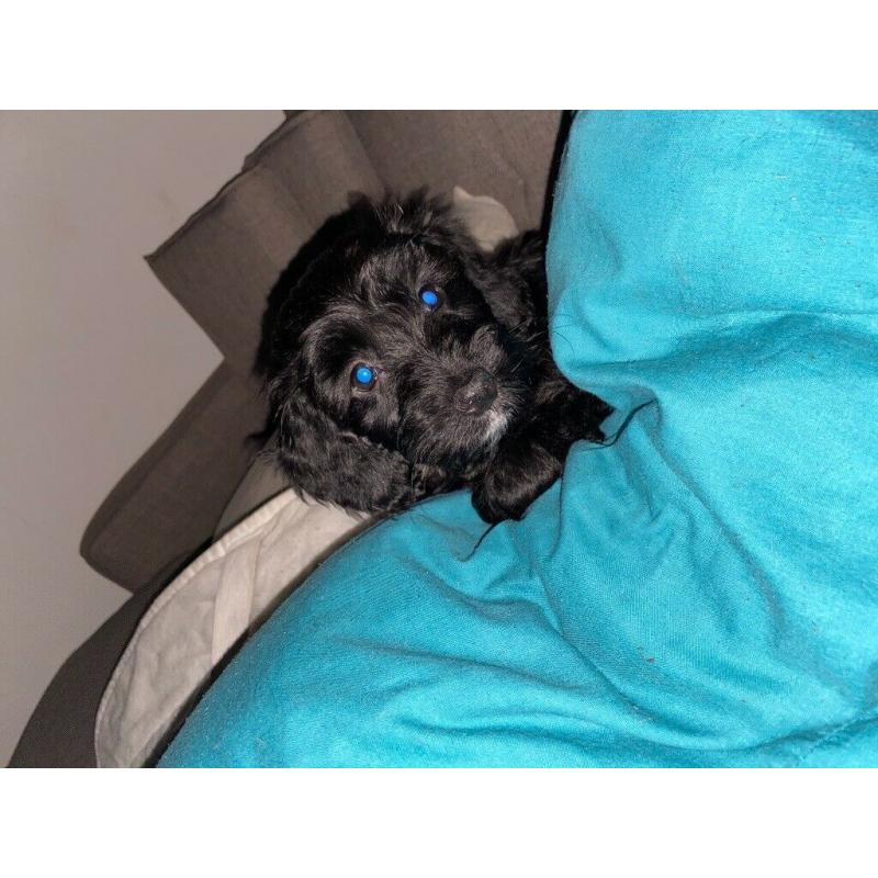 F1 Cockapoo female puppy 9 weeks old