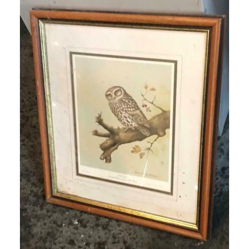 David Andrews Little Owl Print